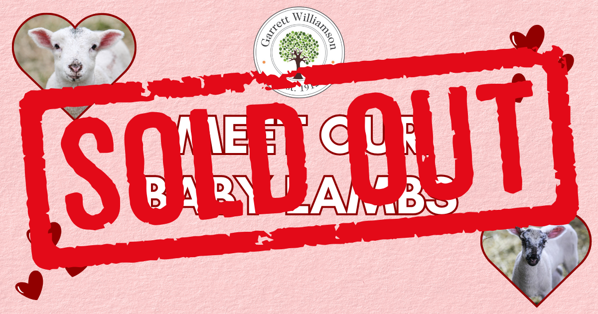 Campaign cover image for Meet Our Baby Lambs with Dr. Gaab