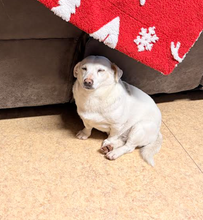 Campaign cover image for SPONSORS NEEDED FOR LITTLE SNOOPY - SURGERY $1000