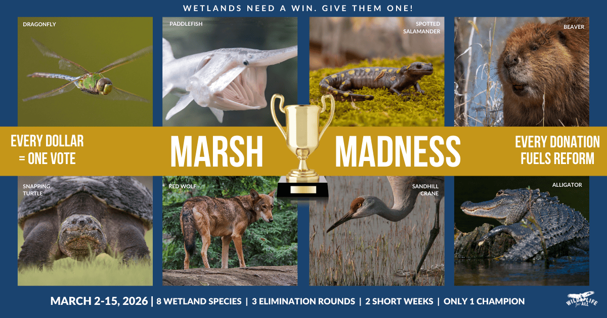 Campaign cover image for 2026 Marsh Madness