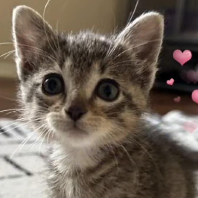 Campaign cover image for TEAM WHISKERS THE CLAWS ARE OUT