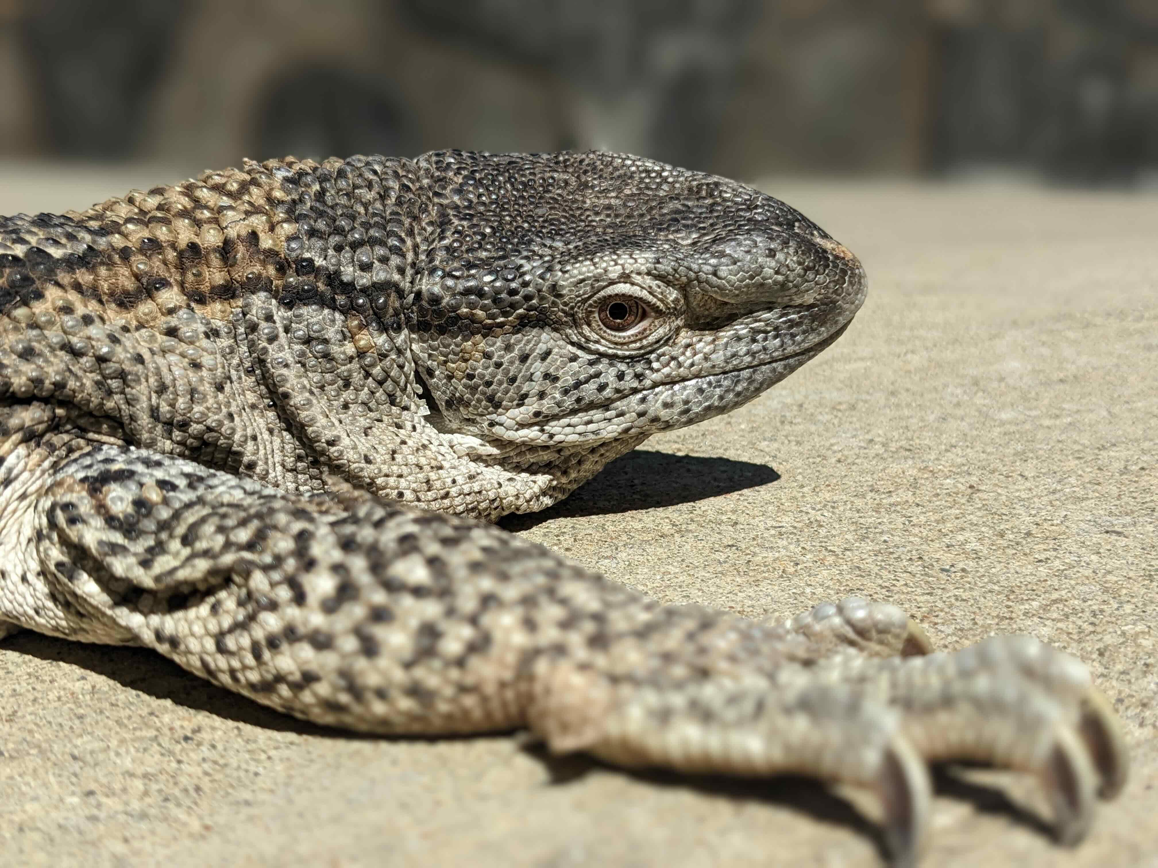 Campaign cover image for Marshmallow: Sponsor An Animal Ambassador