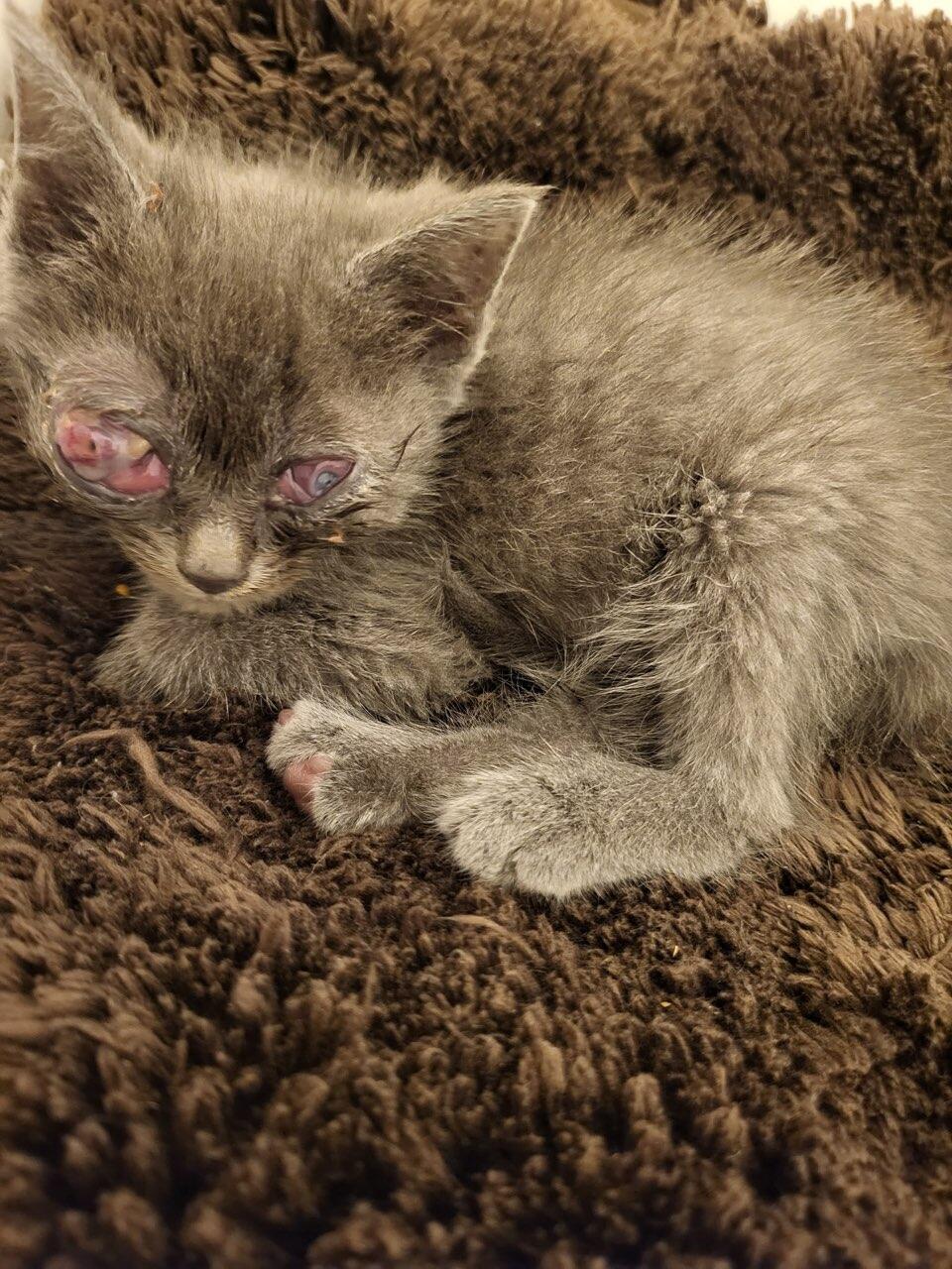 Campaign cover image for All In Favor of Helping These Kitties....Say "EYE"!!!!