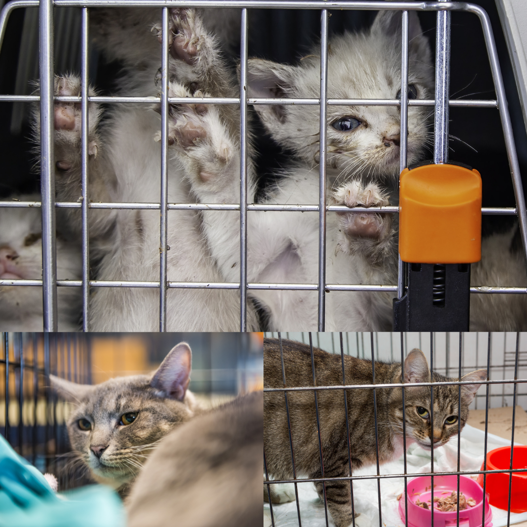 Campaign cover image for Urgent Help Needed - SJRAS Rescues 120 Cats from Hoarding Situation