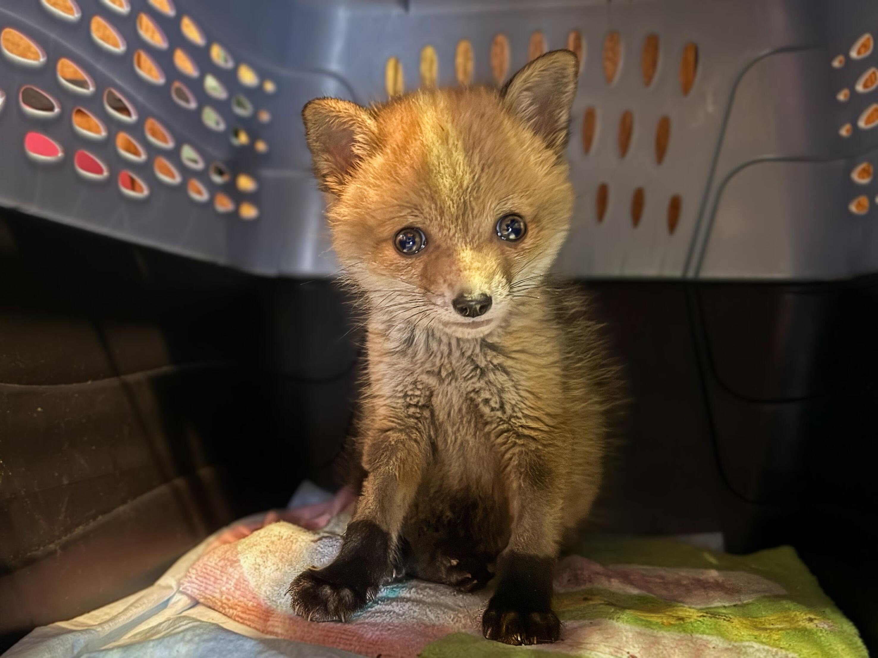 Campaign cover image for The Red Fox Neurology Fund