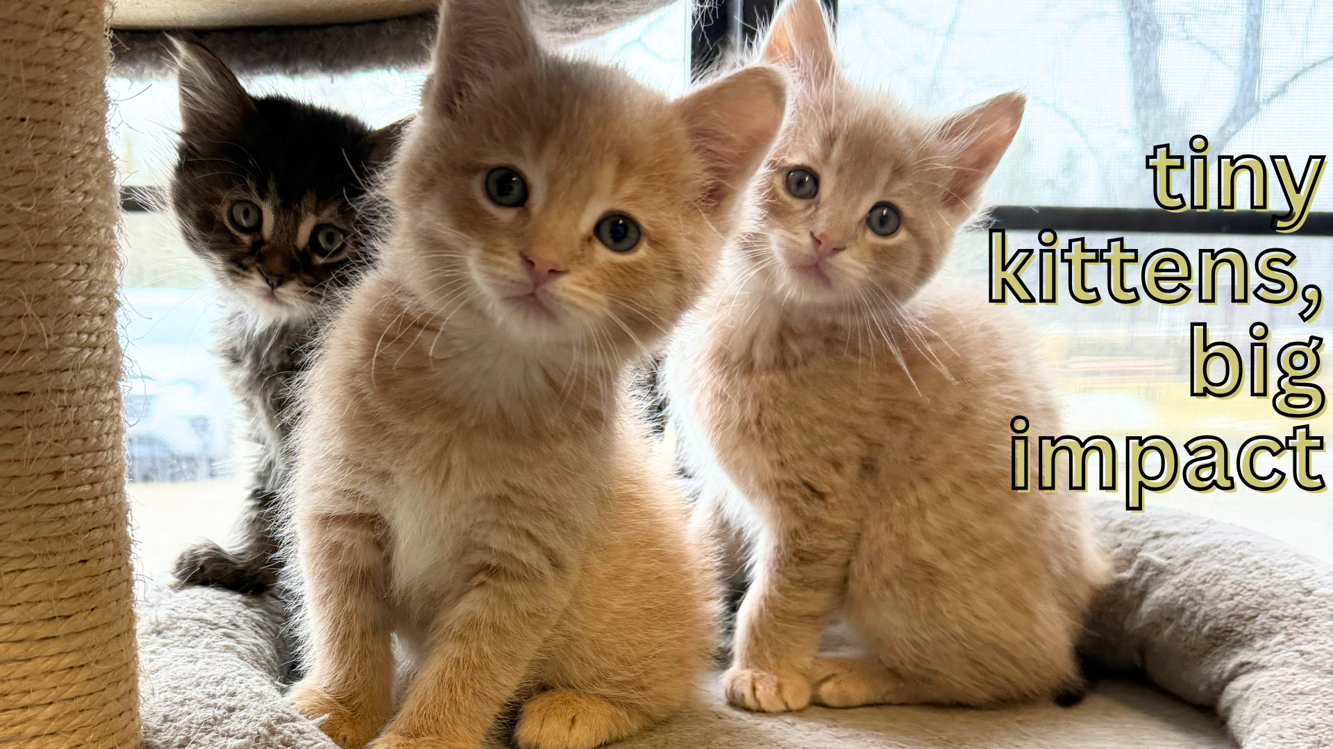 Campaign cover for It's Kitten Season!