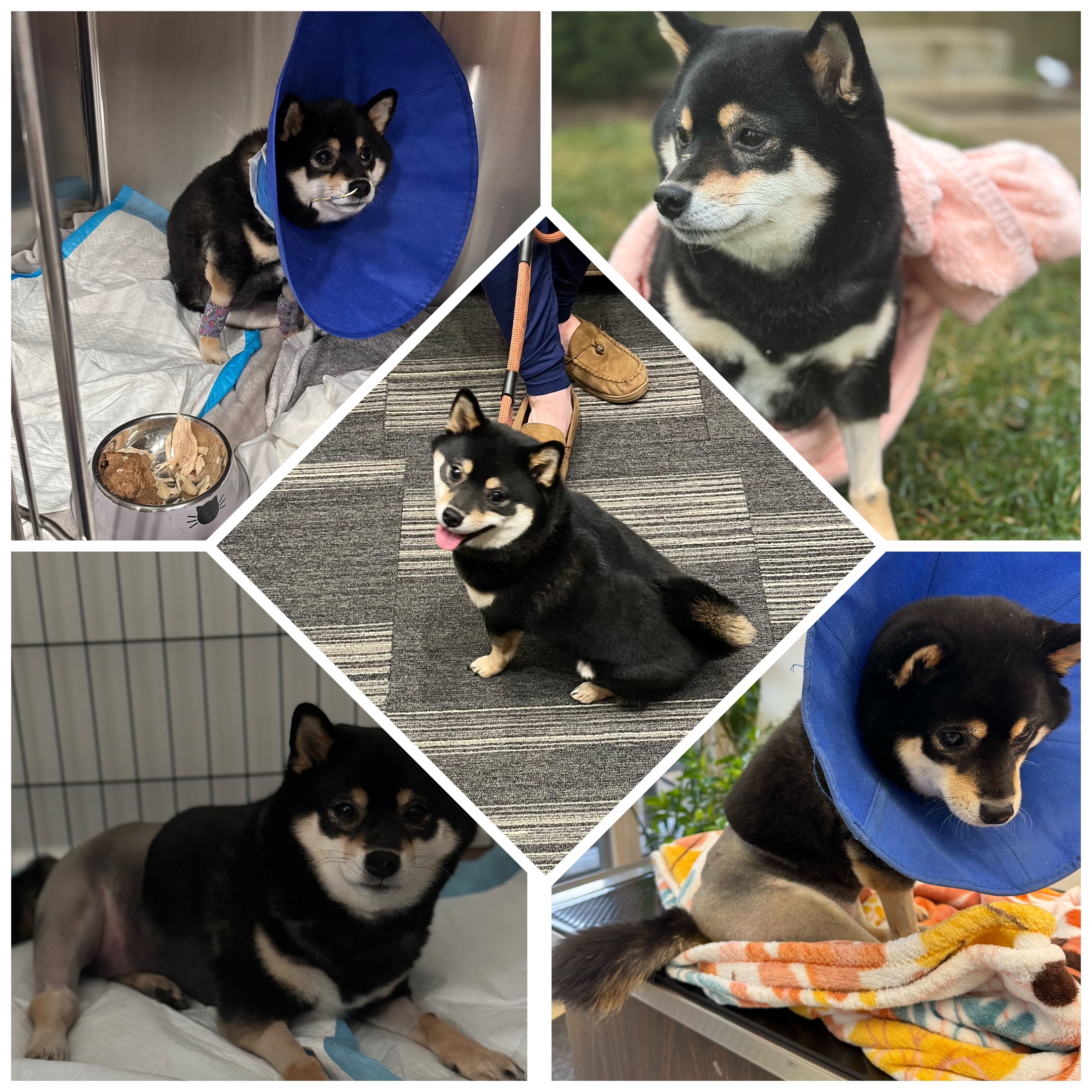 Campaign cover image for MSIR Fundraising for Foster Poca!