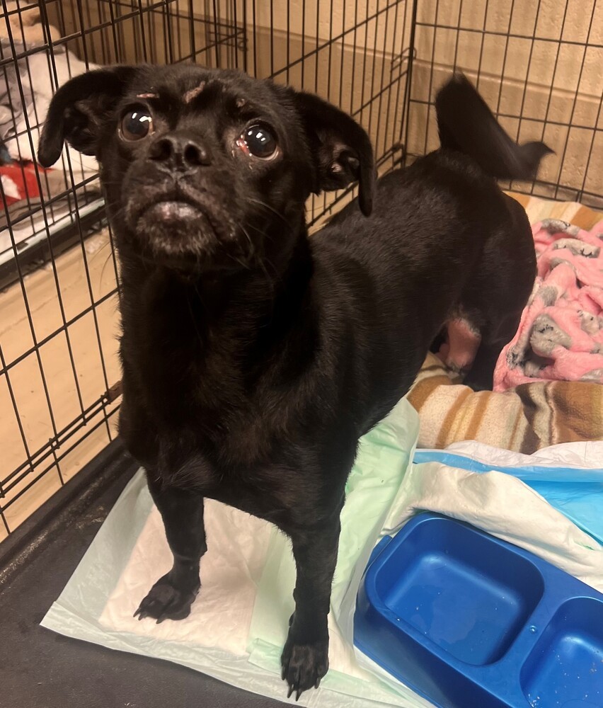 Campaign cover image for Can You Help With Amanda's Vet Bill