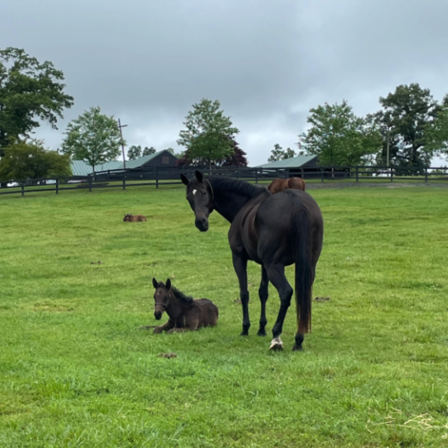 Campaign cover image for Sponsor Svaya