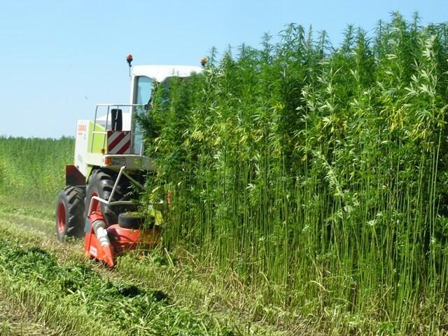 Campaign cover image for Hemp4Hope: Growing Change in Uganda and Beyond