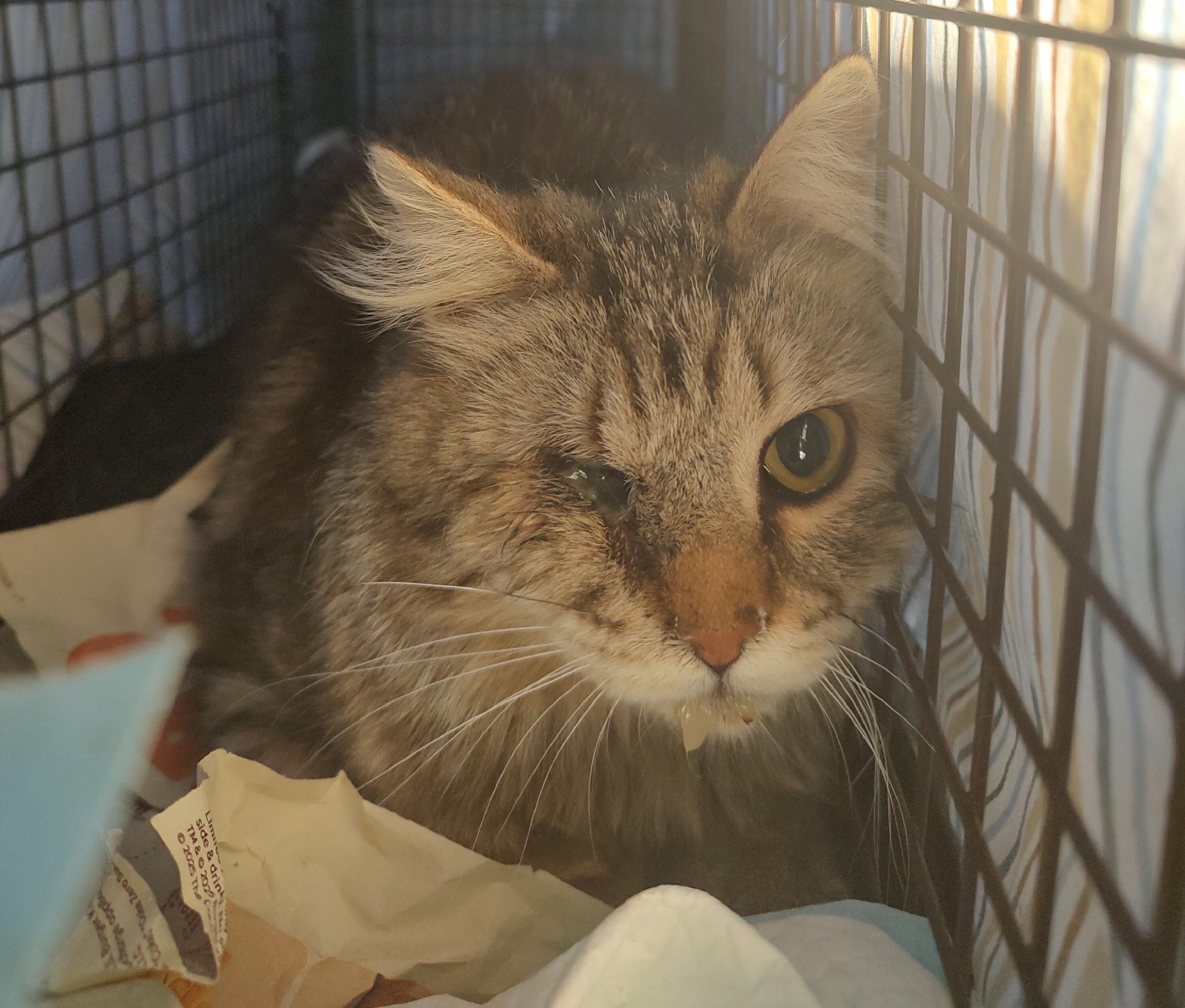 Campaign cover image for No Cat Left Behind: Emergency Feral Medical Fund