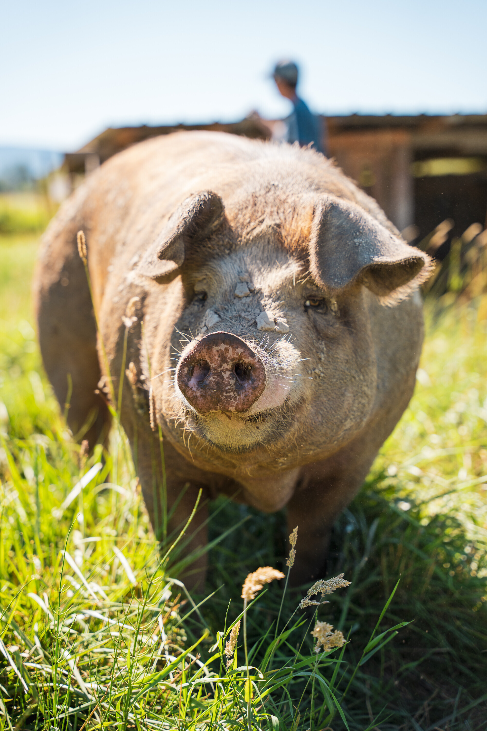 farm-to-table-dinner-at-low-tide-farms-clatskanie-farmer-collective