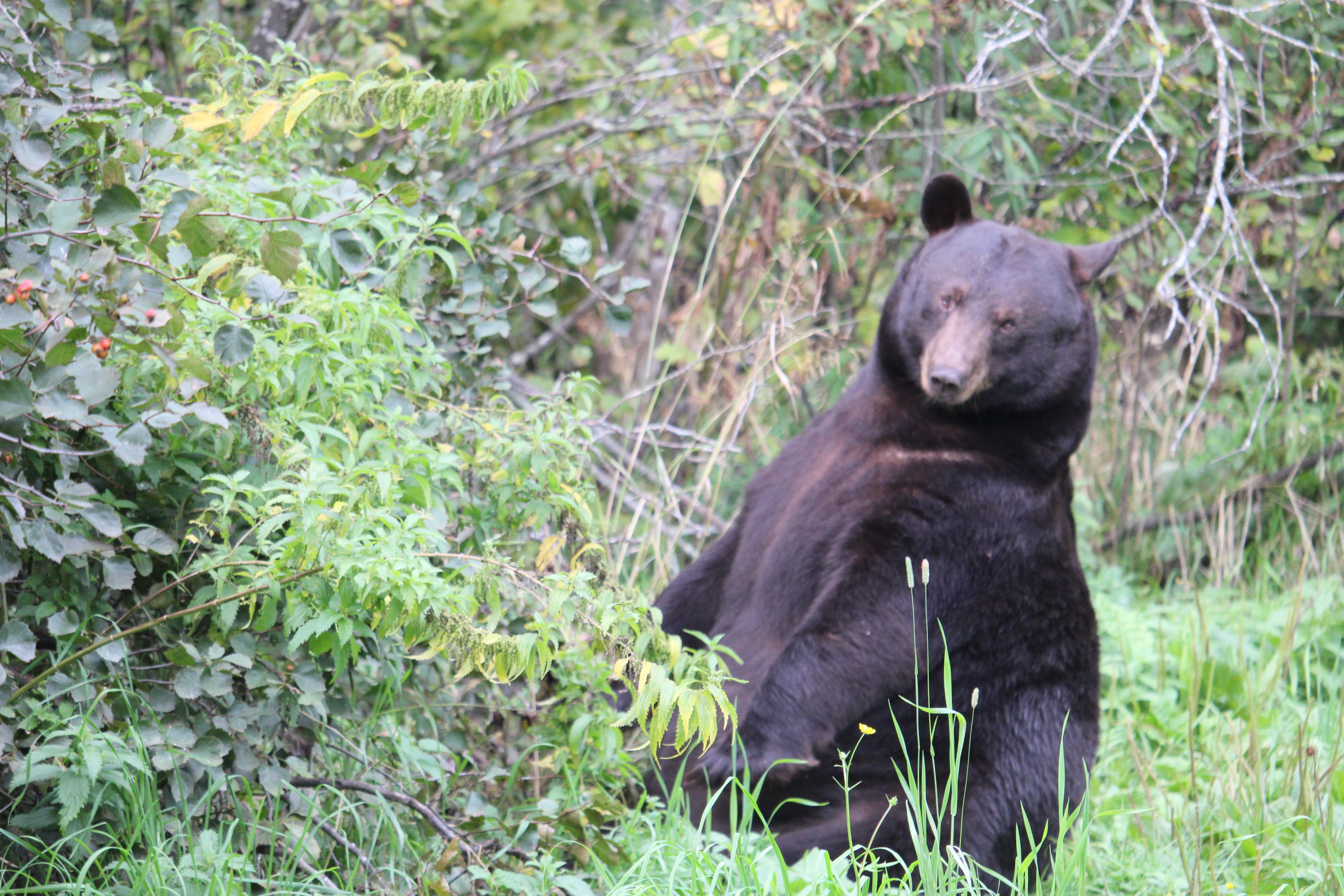 Campaign cover image for Adopt a Bear - Little Brother
