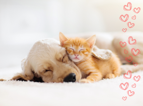 Campaign cover image for Sponsor a Pet