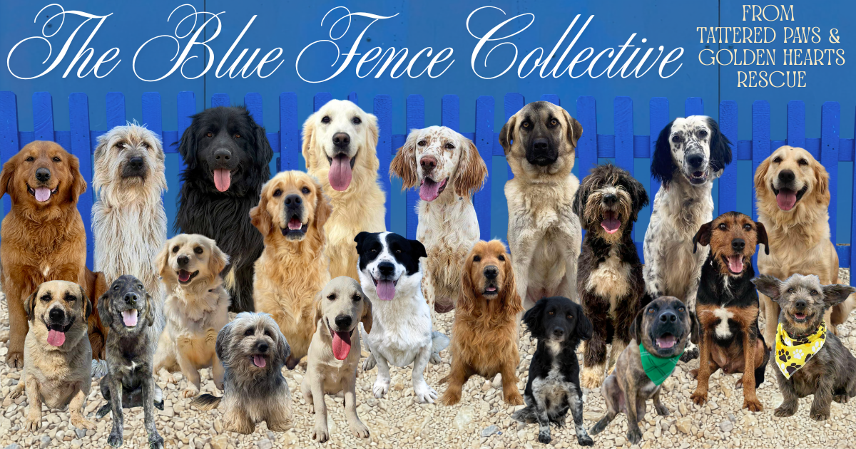 Campaign cover image for The Blue Fence Co. | TPGHR Storefront