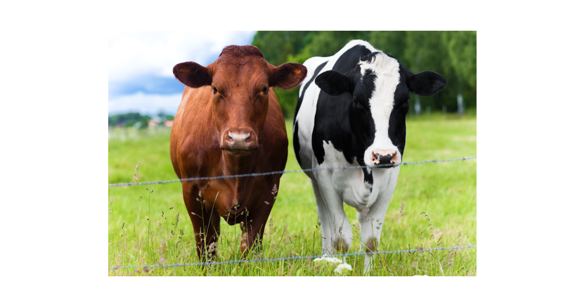 Campaign cover for Cattle Program