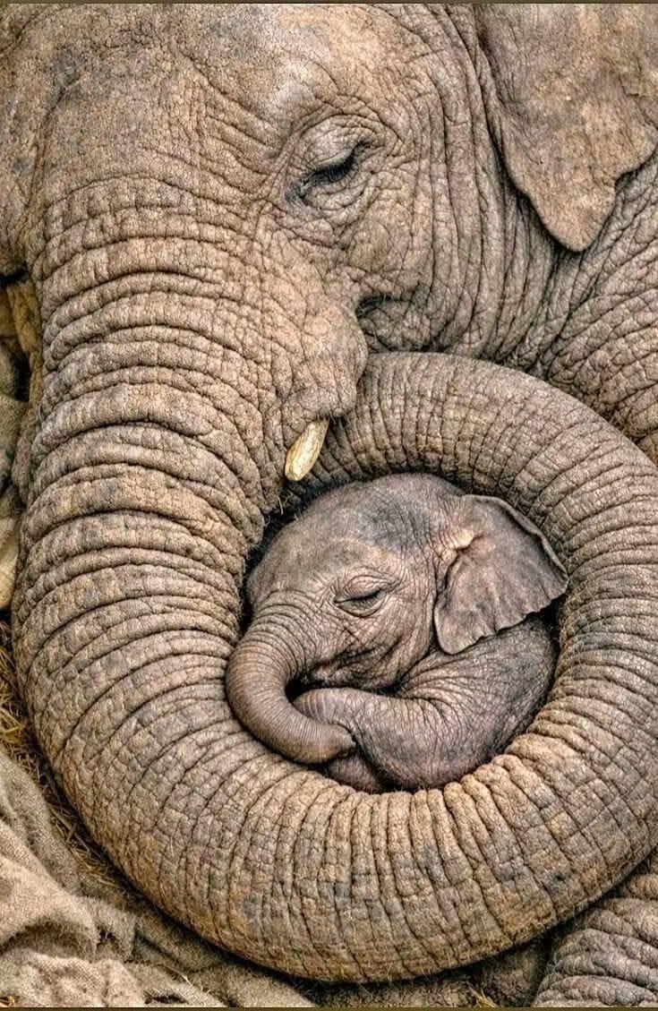 Campaign cover for Friends of Elephant Aware USA