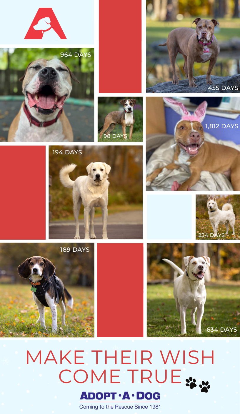 Campaign cover image for Happy Howl-idays!