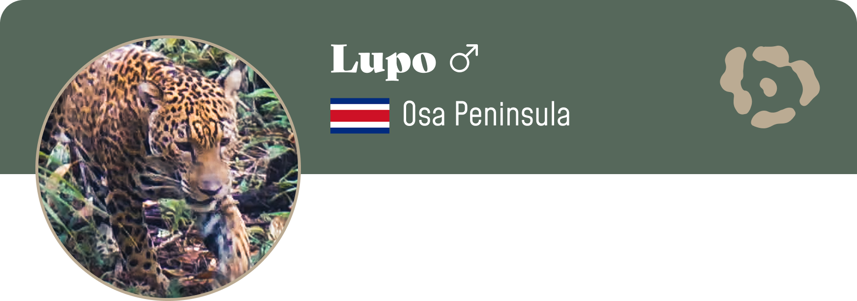 Campaign cover image for Adopt Lupo