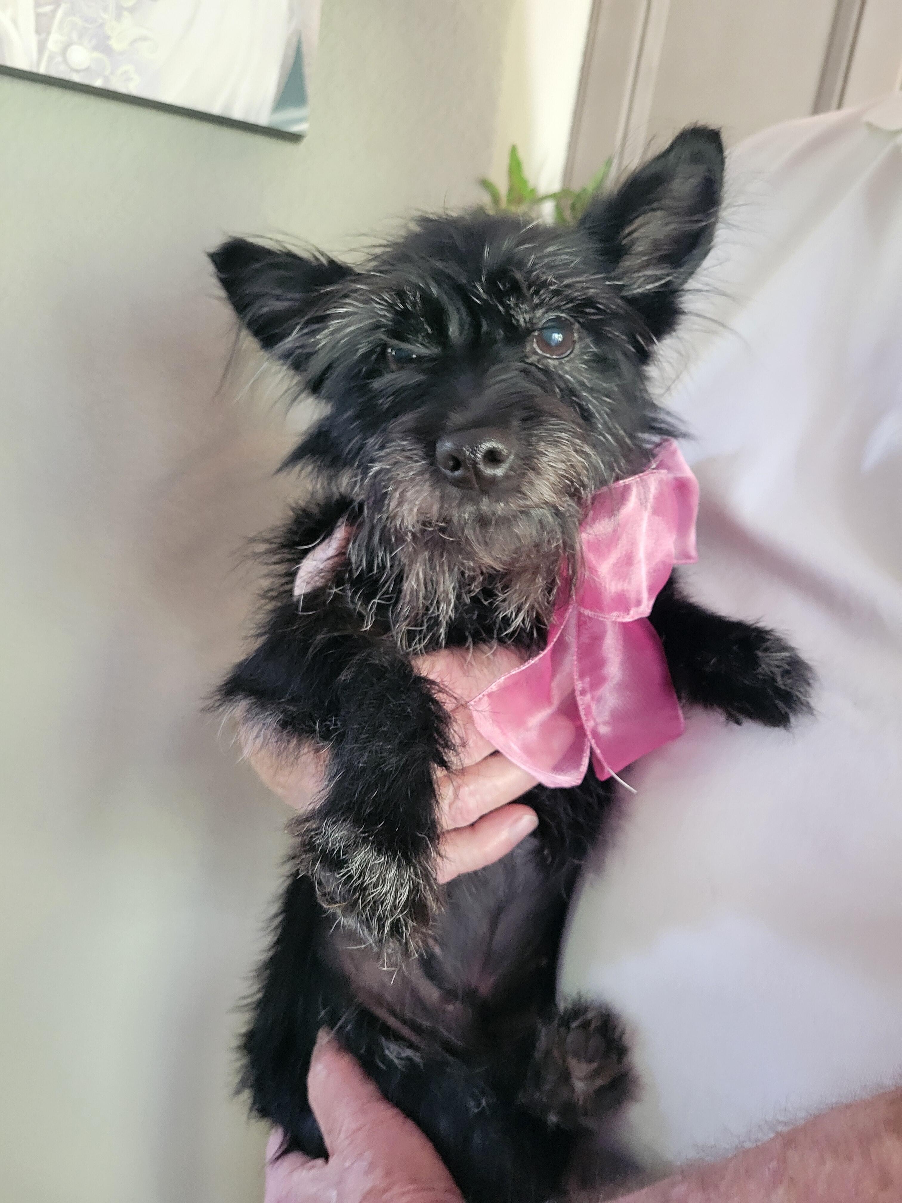 Campaign cover image for ❤️Toto's ACL Surgery & Rehab❤️