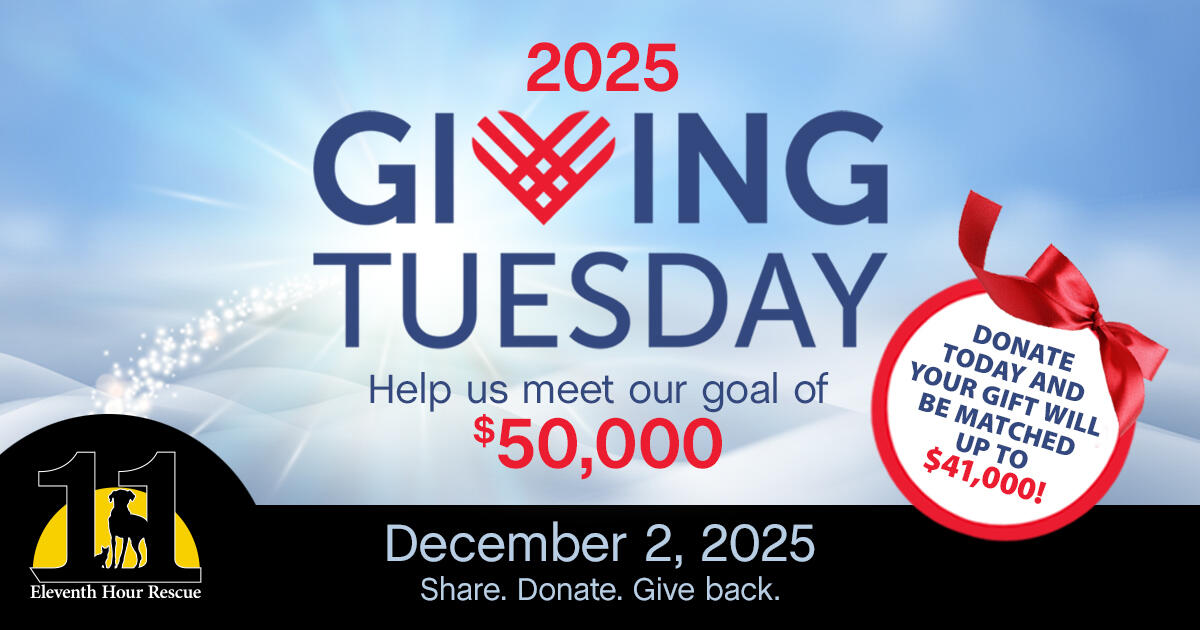 Campaign cover image for 2025 Giving Tuesday