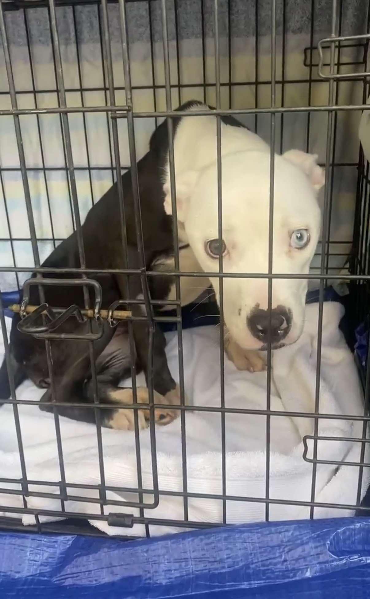 Campaign cover image for Marsha