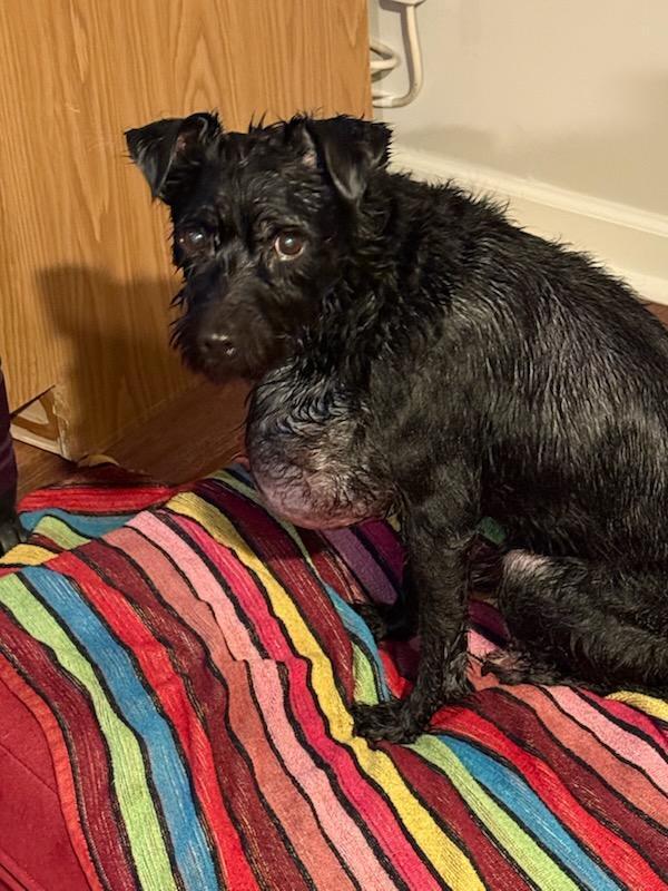 Campaign cover image for Gucci's Asking for Your Help