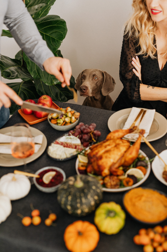 Campaign cover image for Home for the Holidays: Preparing Your Dog for the Holiday Season