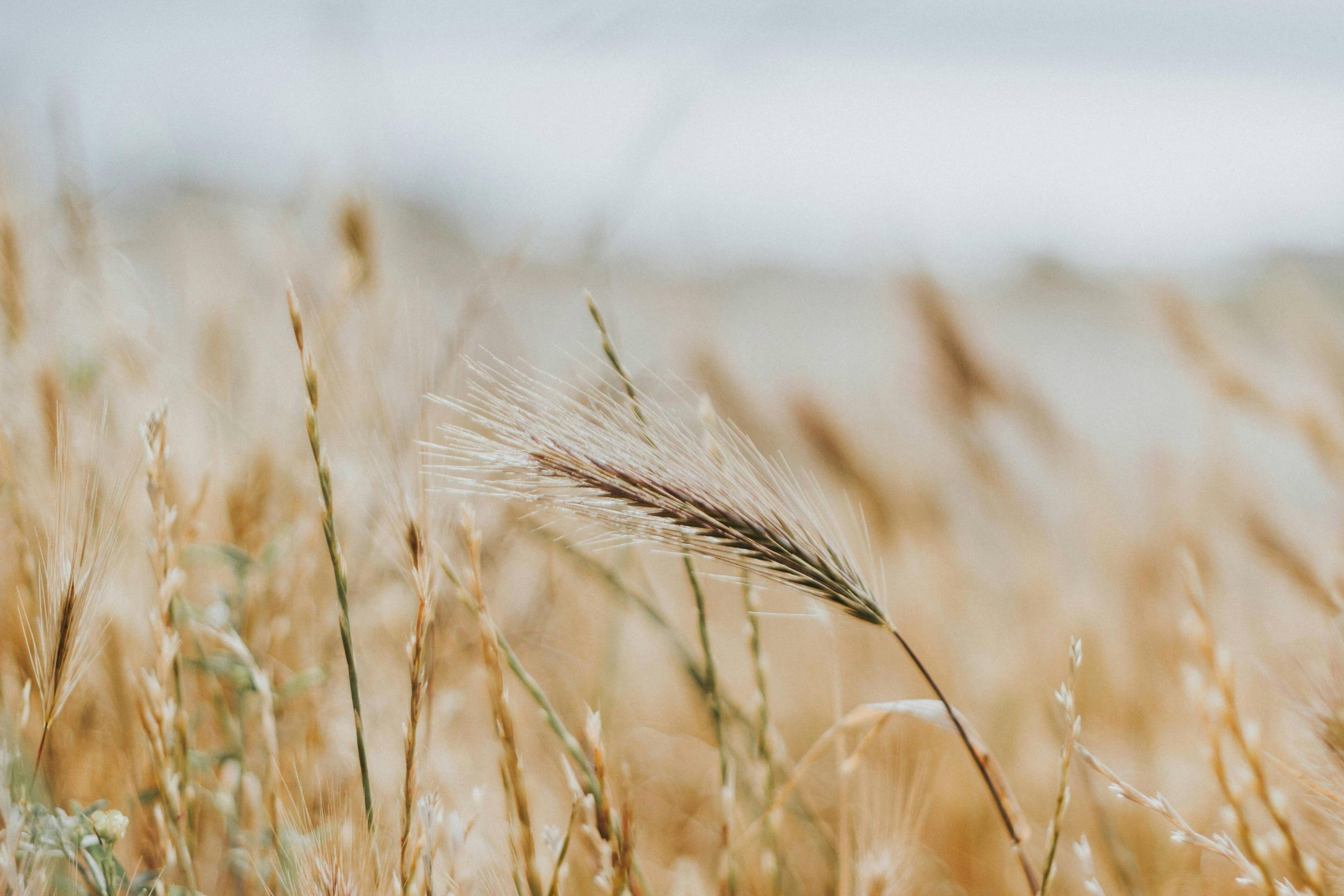 Campaign cover image for LifeChoice End of Year 2025