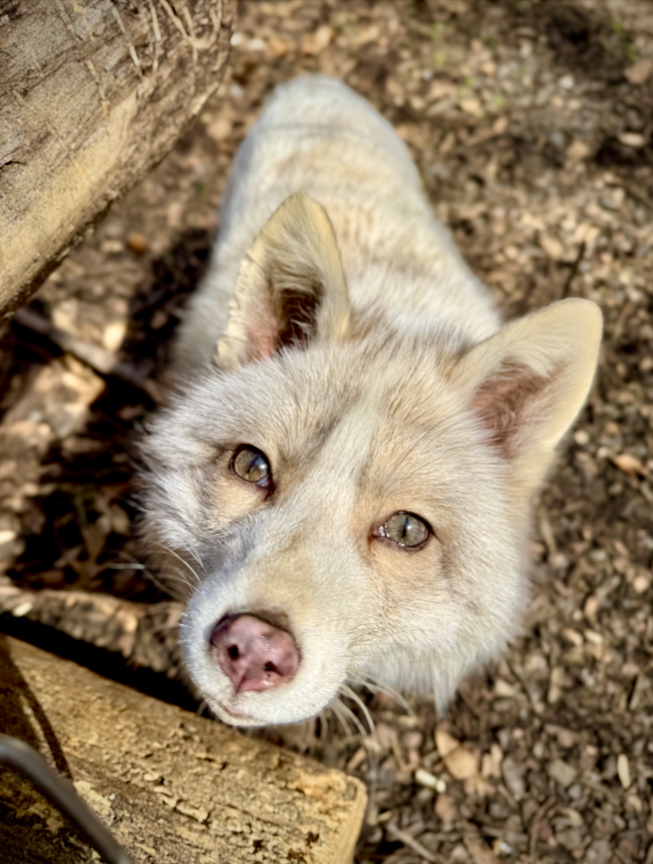 Campaign cover image for Urgent: Giving Fur Farm Foxes A Second Chance