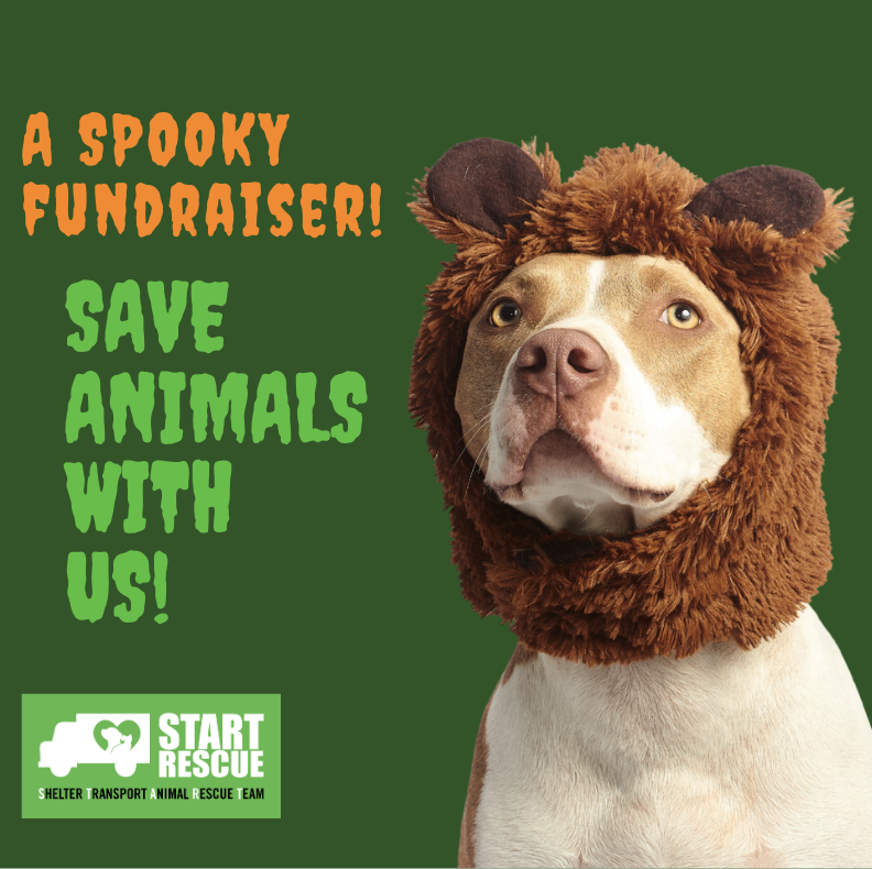 Campaign cover image for START Rescue Spooky Fundraiser