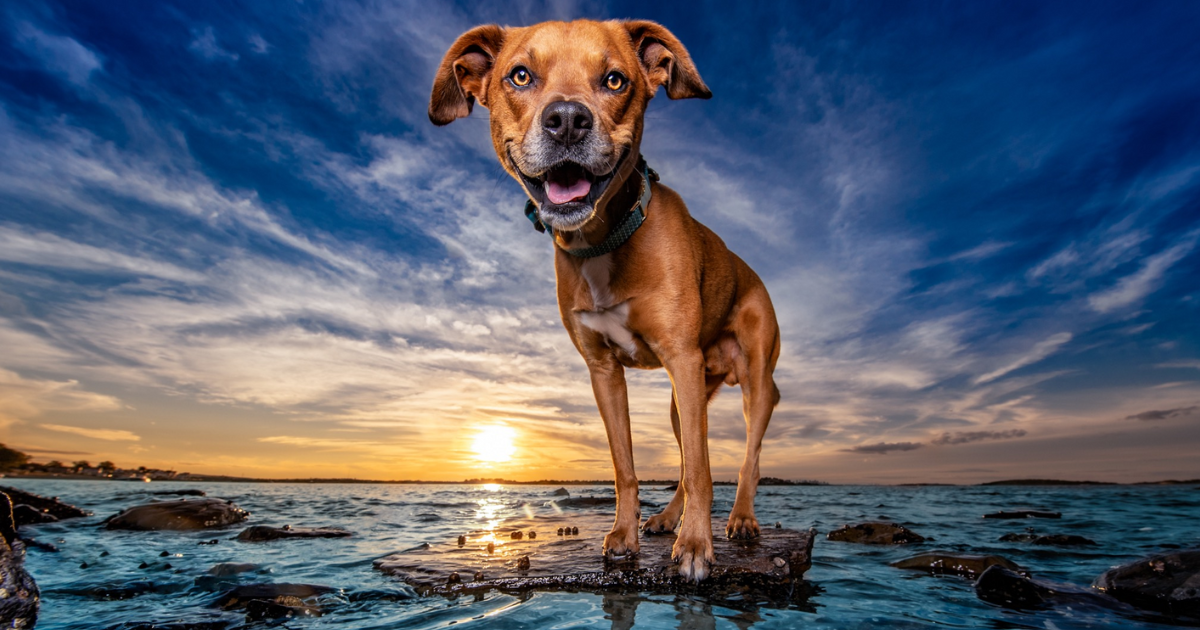 Campaign cover image for The Art of Shelter Dog Photography