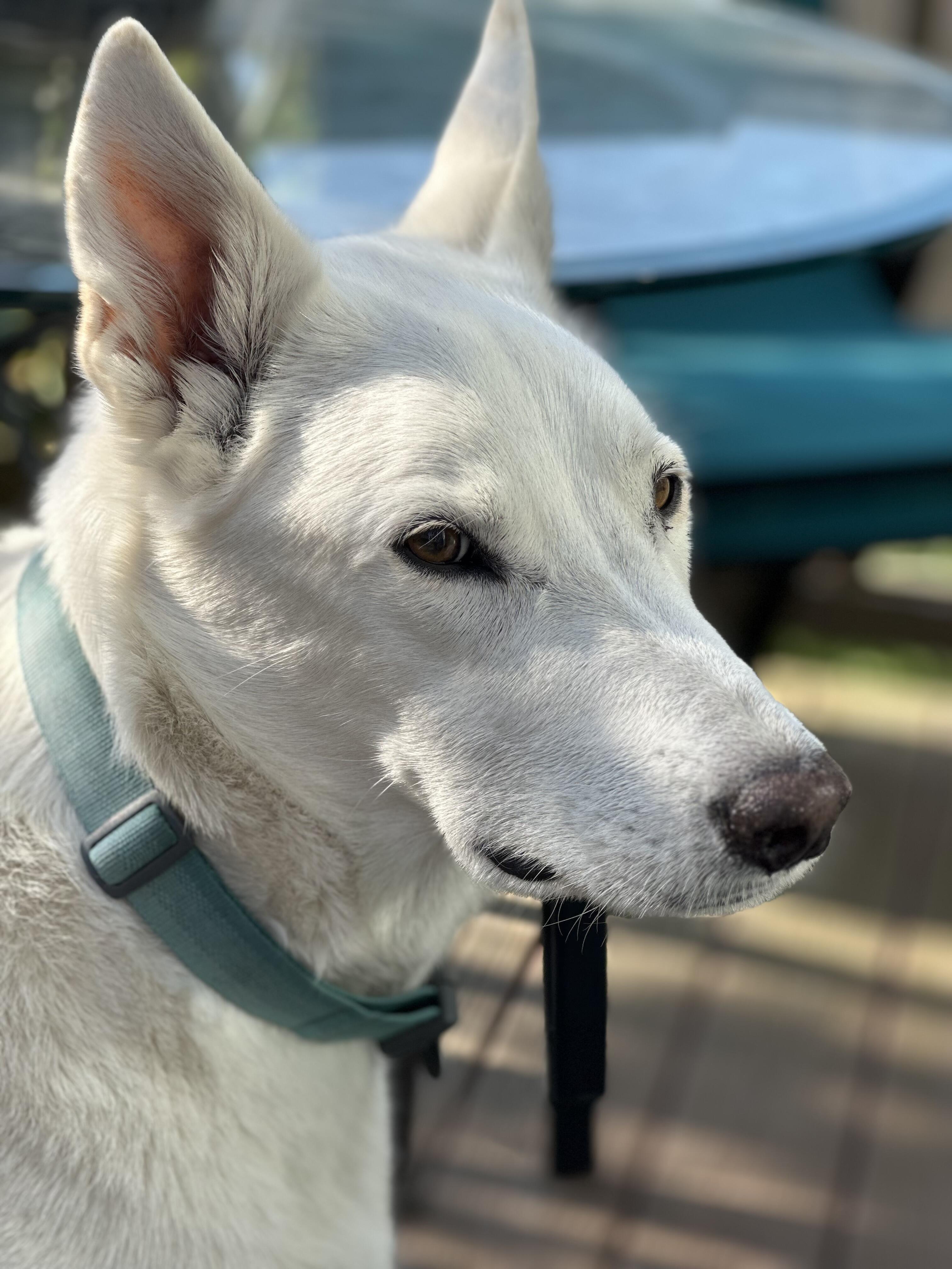 Campaign cover image for Honoring Gus this Giving Tuesday