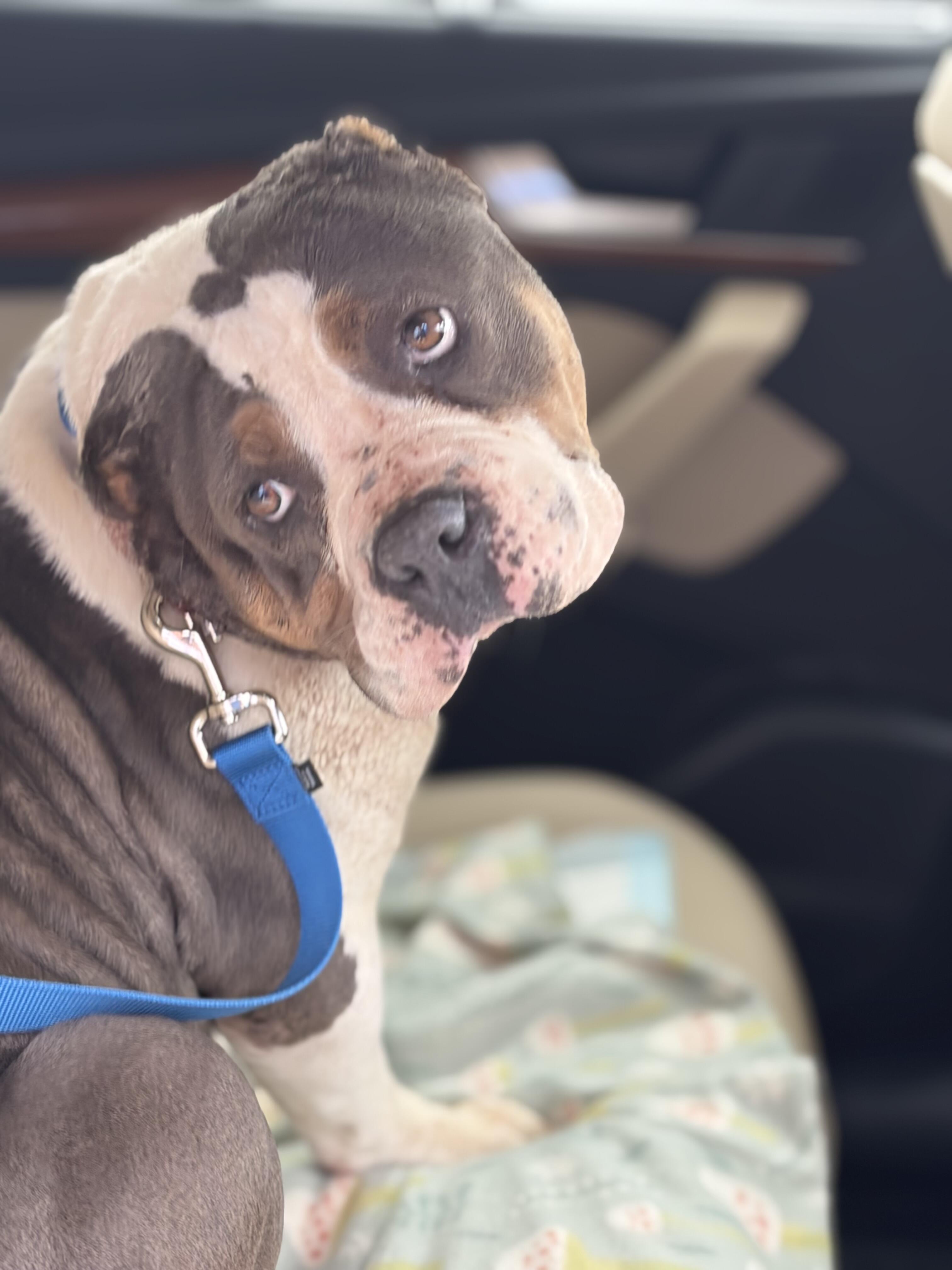 Campaign cover image for Fighting Through the Pain - Help Wanda