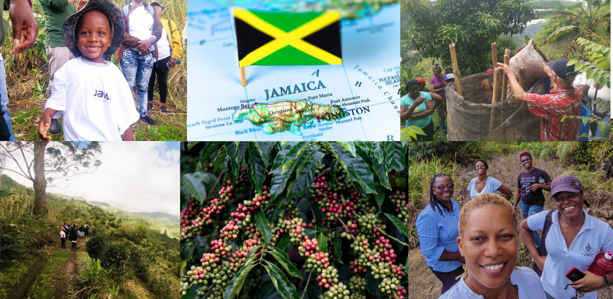 Campaign cover image for IWCA Jamaica Hurricane Recovery Fund