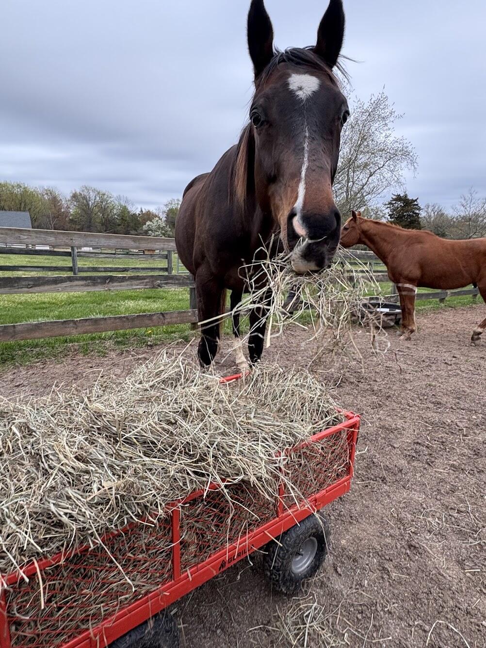 Campaign cover image for Hay Helper