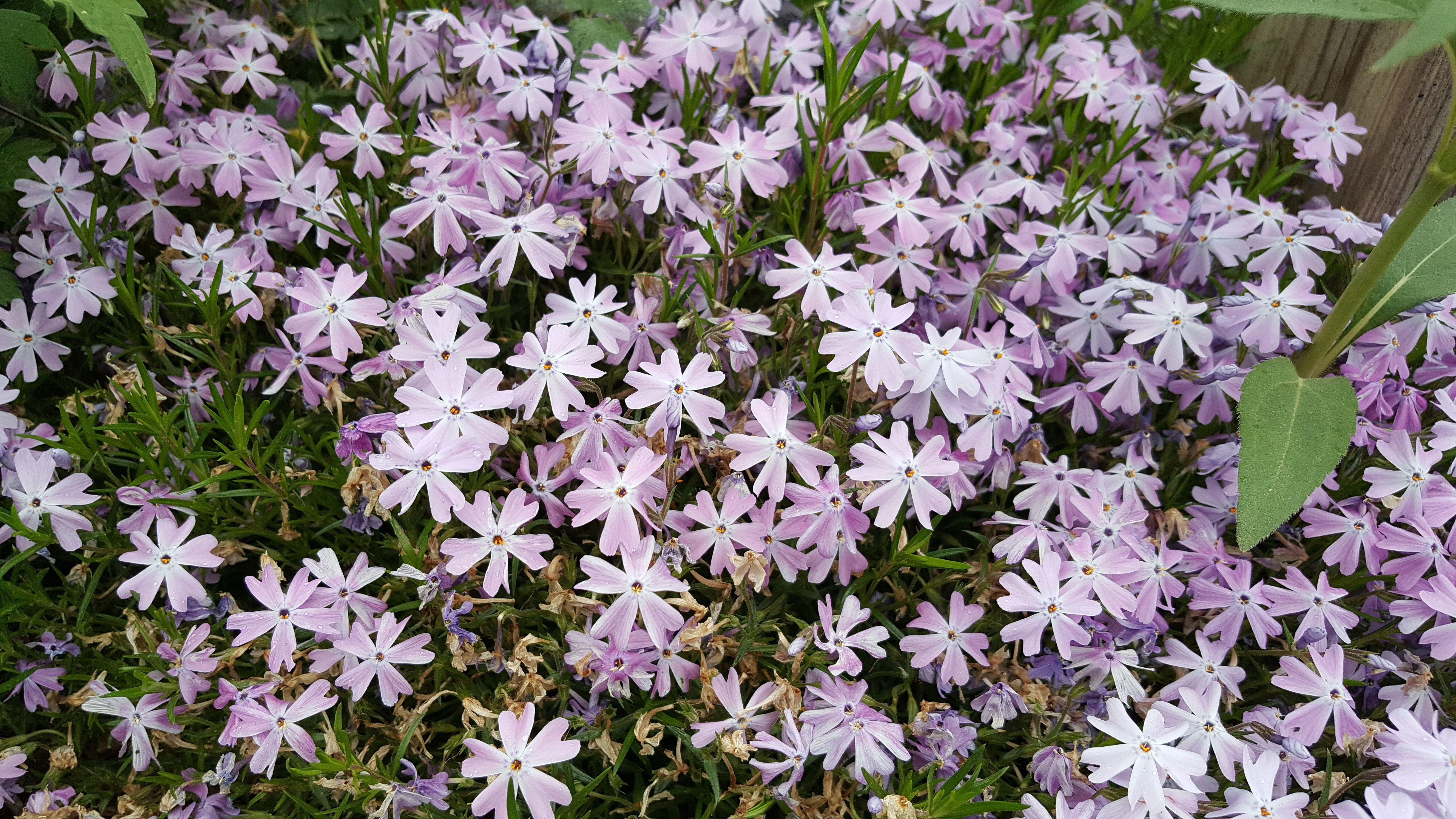 Campaign cover image for Native Plant Container Workshop w/ Avonlea Gardens and Inn 8-13-26