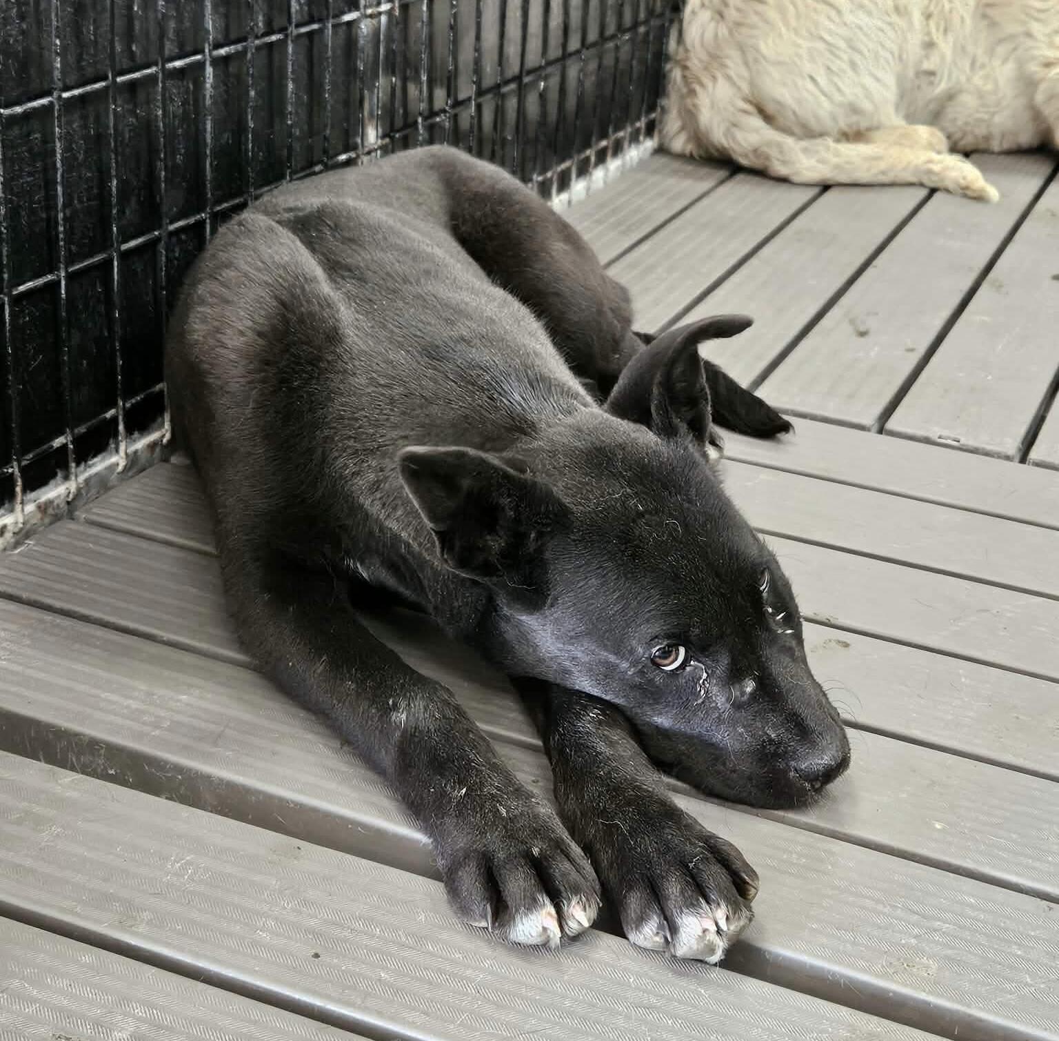 Campaign cover image for When Rescue Can’t Wait: Help Cover an Emergency Vet Bill