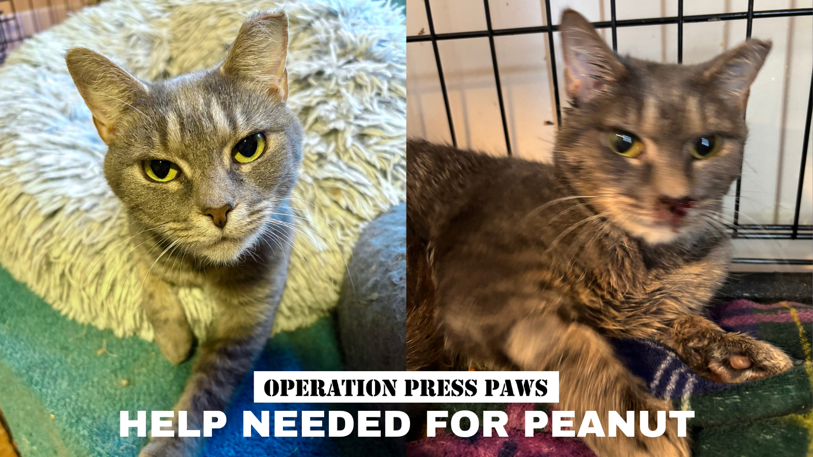 Campaign cover image for Peanut has a broken hip and can't breathe