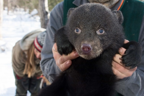 Campaign cover image for Fundraiser for the Penobscot Black Bear Study