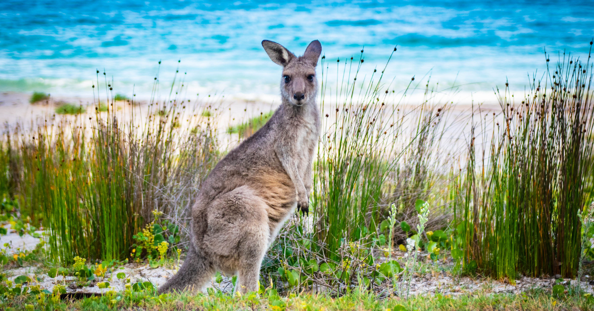 Campaign cover image for Australia Ecotour