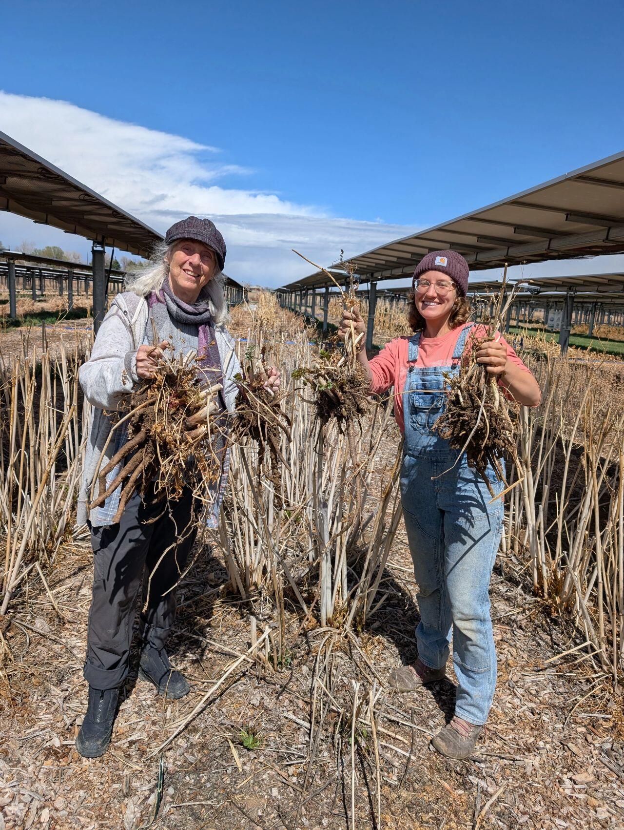 Campaign cover image for September 12th Medicinal Herb Garden Volunteer Day