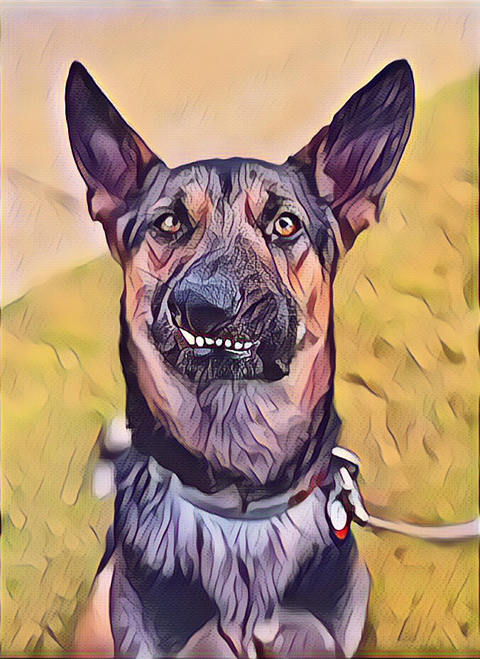 Campaign cover for Help Support Our Pups!