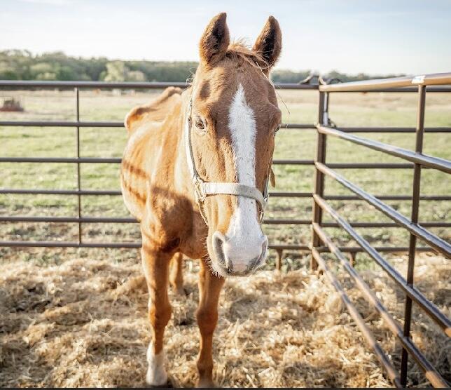 Campaign cover for Bluestem Equine & Livestock Winter Feed Drive