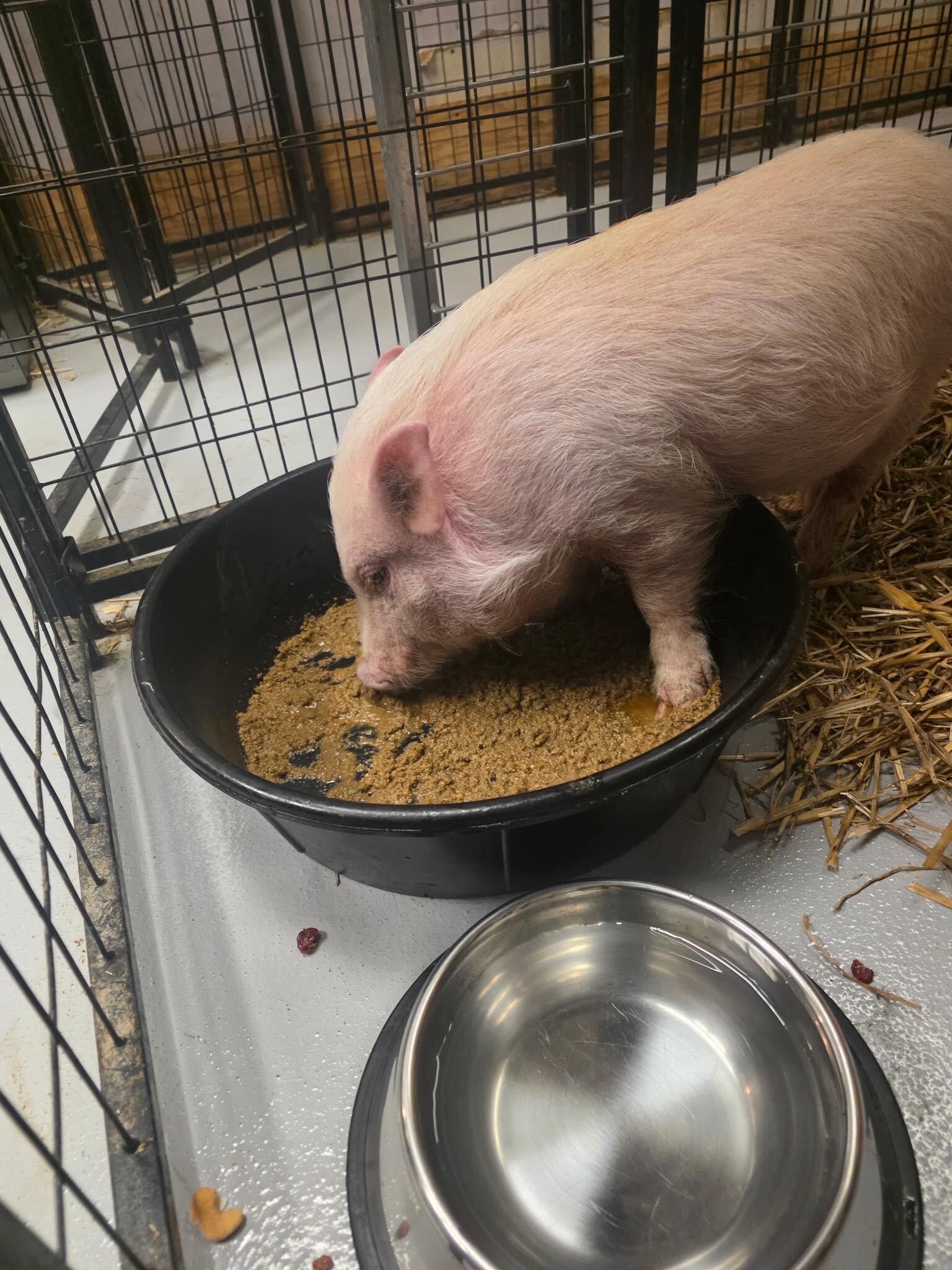 Campaign cover for From Silence to Shelter—Willie’s Story