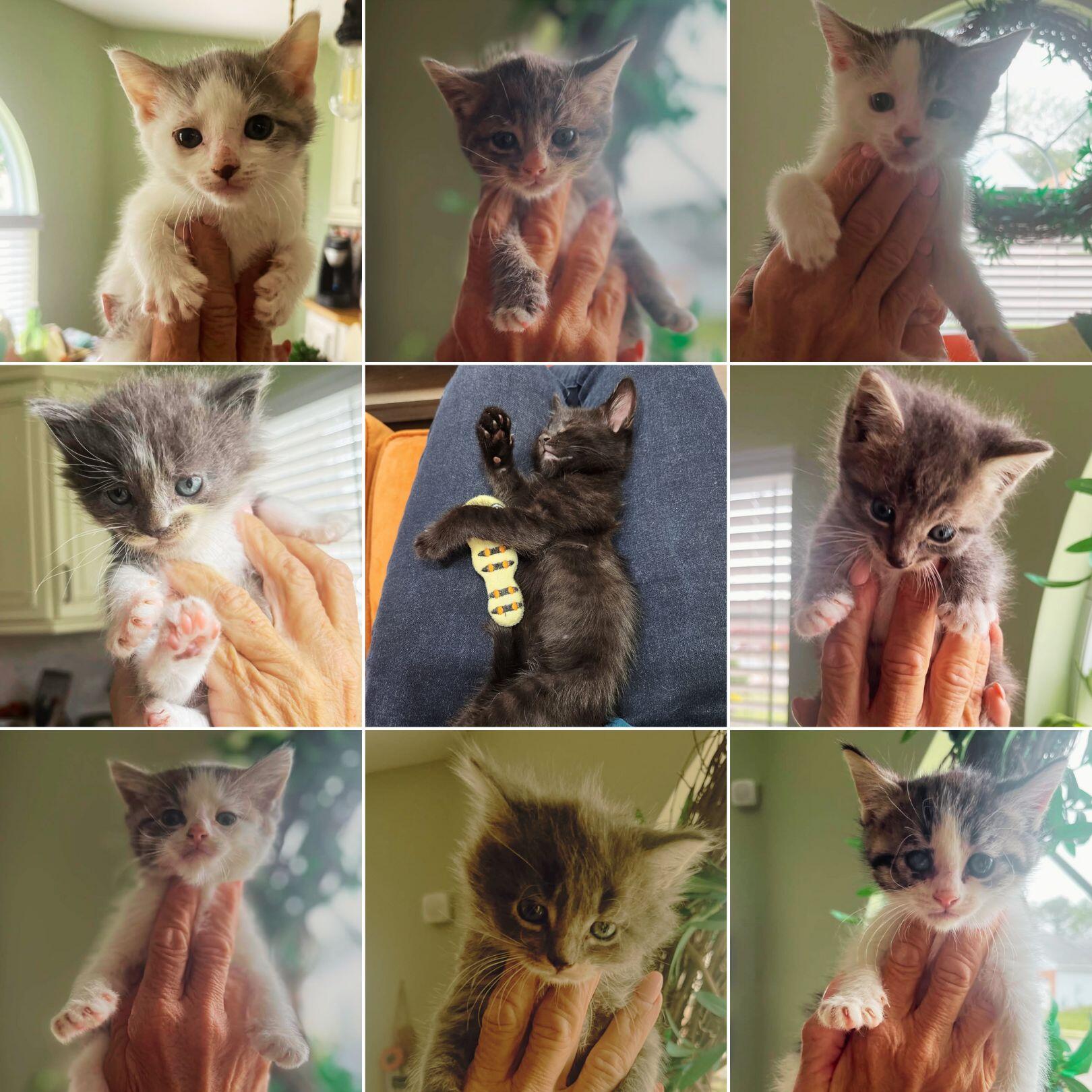 Campaign cover image for 🐾 Help Us Vet 10 Rescued Kittens! 🐾