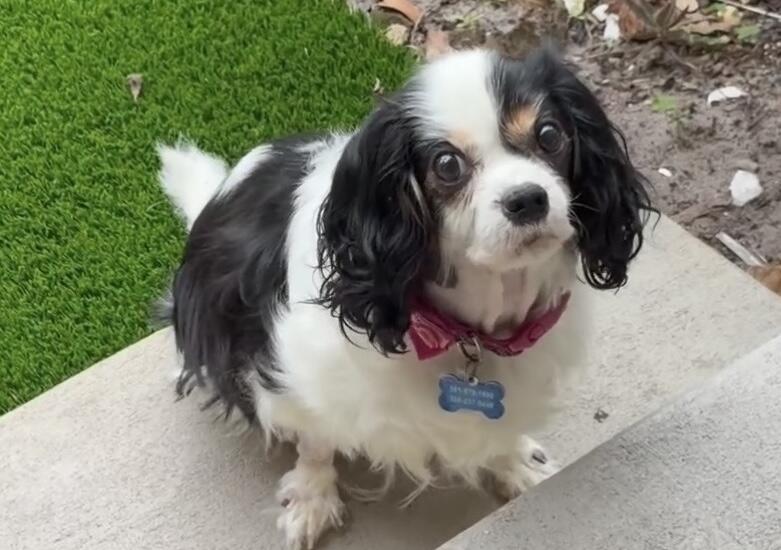 Campaign cover image for Camille Wagged Her Tail Today… She Still Needs Us ❤️