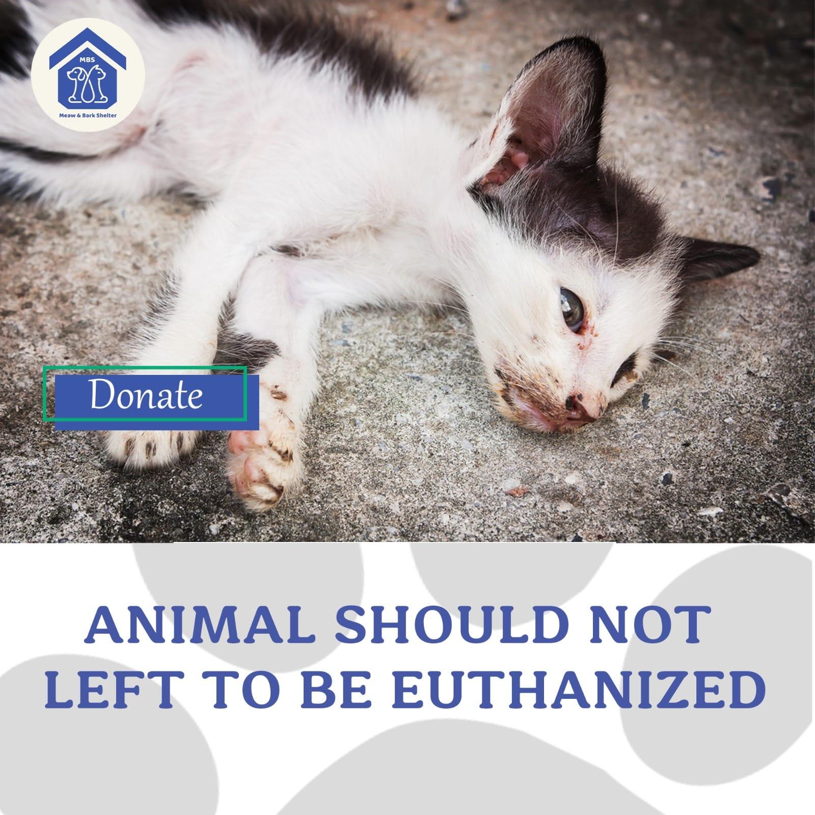 Campaign cover image for Mai Magdy Shelter Rent Fundraiser in March