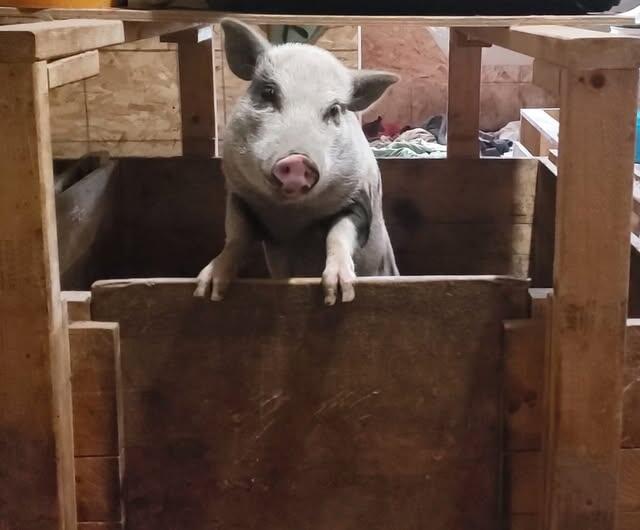 Campaign cover for Sponsor a Potbelly Pig $23/month