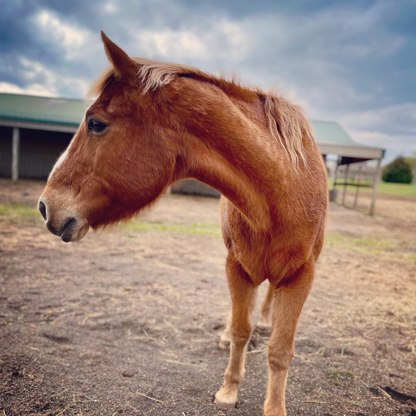 Campaign cover image for Hearts For Horses Charity Gala