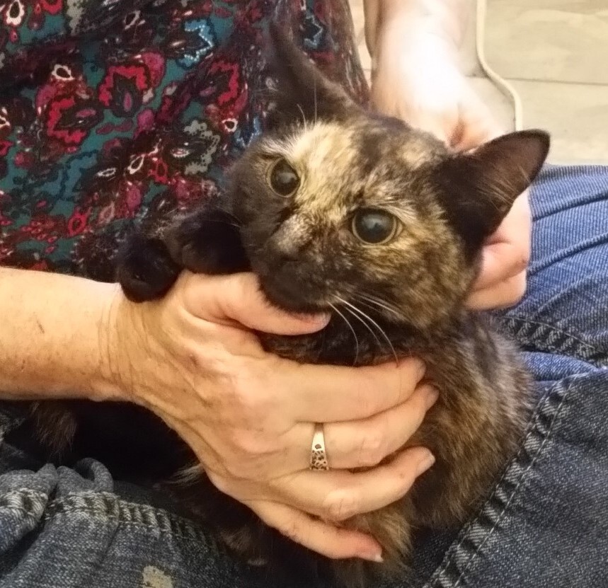 Campaign cover image for Clowder House Move to Missouri